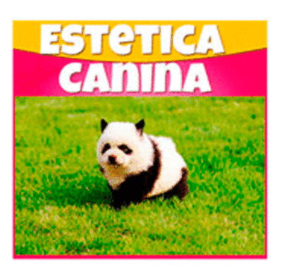Mano A Mano Estetica Canina Profesional
